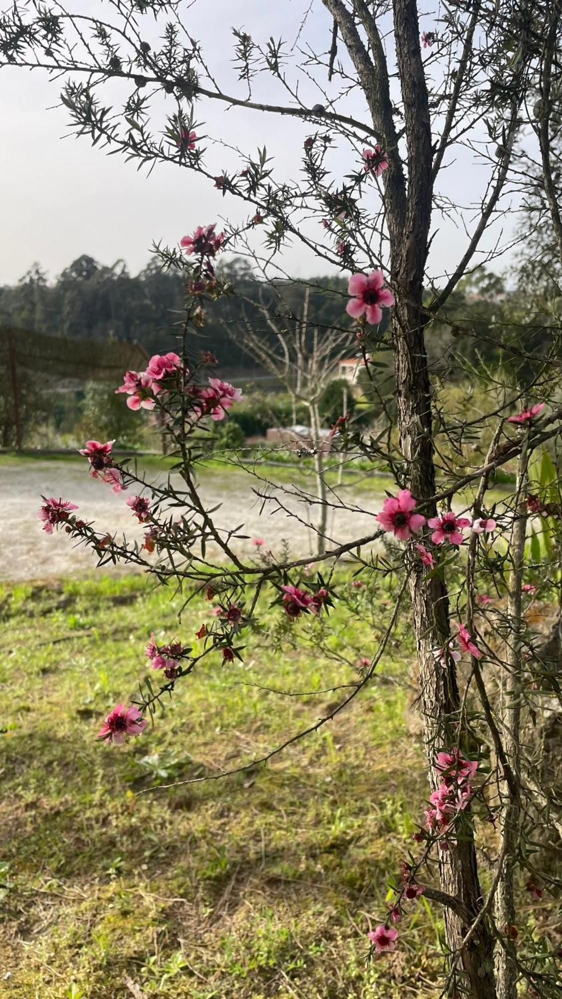 Quinta De Villasete Alpendurada Eksteriør billede