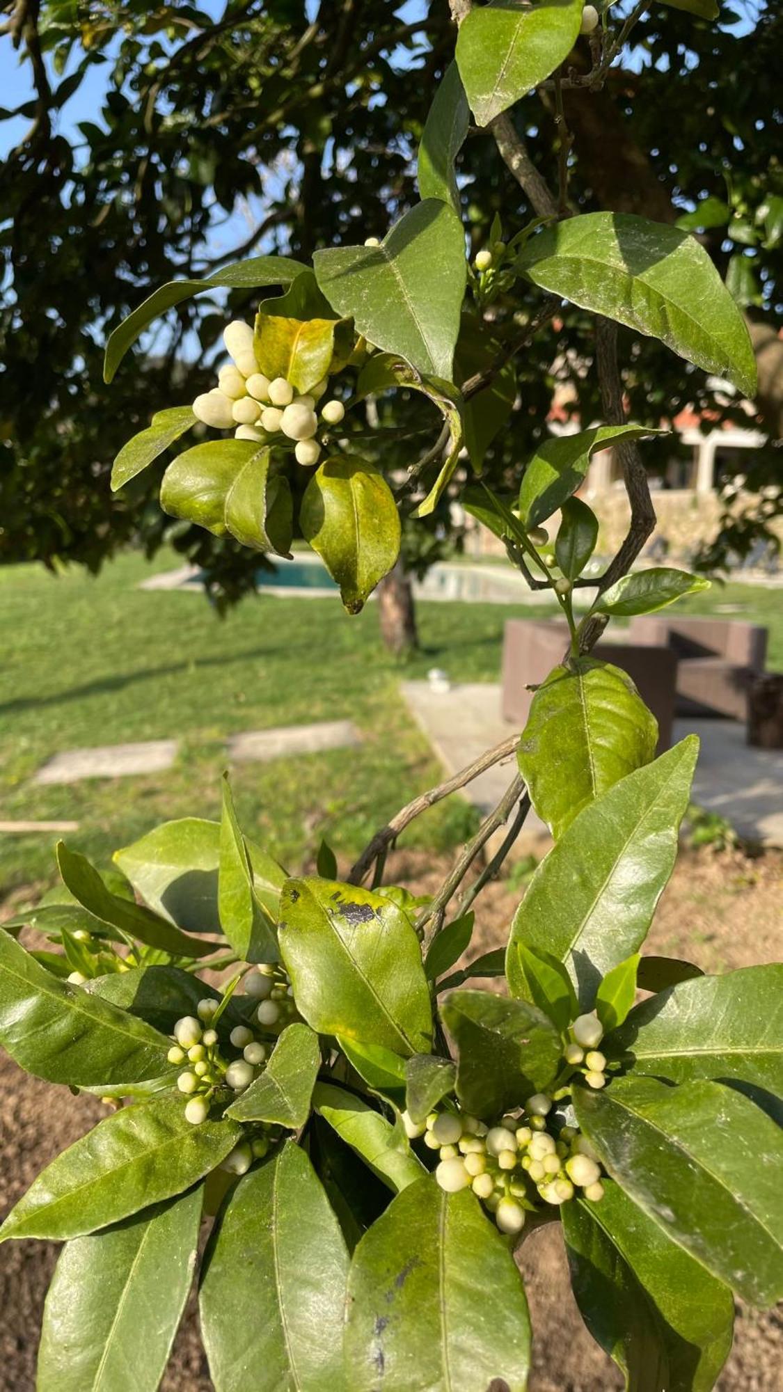 Quinta De Villasete Alpendurada Eksteriør billede